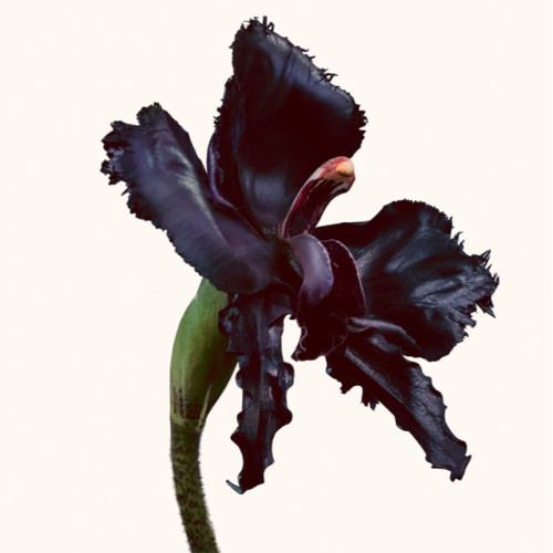 TOM FORD Black Orchid Reserve - Parfüm 0888066172851